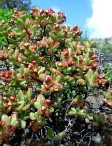 נצחה צוריתית