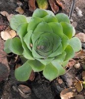  צילום: Aeonium canariense, PD-self