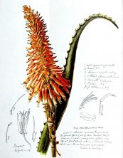  צילום: Aloe arborescens, CC-PD-Mark, PD Old