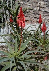  צילום: Aloe arborescens, CC-BY-SA-3.0,2.5,2.0,1.0, GFDL