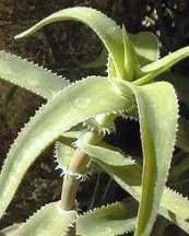  צילום: Aloe ciliaris, PD-user
