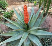  צילום: Aloe ferox, GFDL, License migration redundant