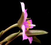  צילום: By Frank Vincentz (Own work) [GFDL (http://www.gnu.org/copyleft/fdl.html) or CC-BY-SA-3.0 (http://creativecommons.org/licenses/by-sa/3.0/)], via Wikimedia Commons