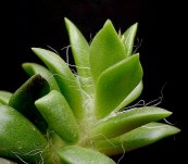  צילום: By Frank Vincentz (Own work) [GFDL (http://www.gnu.org/copyleft/fdl.html) or CC-BY-SA-3.0 (http://creativecommons.org/licenses/by-sa/3.0/)], via Wikimedia Commons