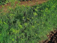 שבת ריחני (שמיר)