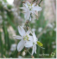 אנתריקון סונדרס