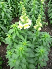  צילום: https://commons.wikimedia.org/wiki/File:Antirrhinum_majus6.jpg