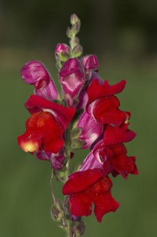 לוע ארי גדול, זנים ננסיים