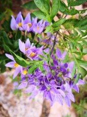  צילום: יפה לוי