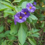  צילום: טל ליפשיץ