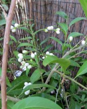  צילום: יעל פריד