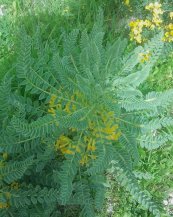  צילום: By Hanay (Own work) [CC BY-SA 3.0 (http://creativecommons.org/licenses/by-sa/3.0)], via Wikimedia Commons