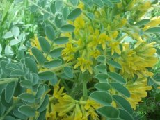 קדד גדול פרי