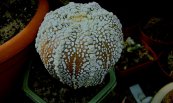 Astrophytum asterias Kabuto