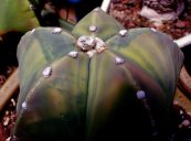 Astrophytum myristigma nudum variegata