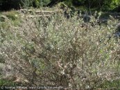  צילום: www.ColorfulNature.com