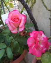 ורד מקסים