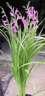 סייפן התבואה - Gladiolus italicus