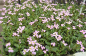 מרסיה יפהפייה - Trifolium purpureum