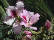  צילום: Bauhinia variegata