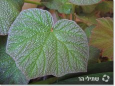 בגוניה 'ארט הודס'