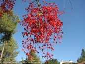  צילום: www.ColorfulNature.com