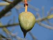  צילום: www.ColorfulNature.com