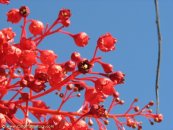  צילום: www.ColorfulNature.com