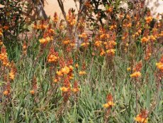 בולבין שיחני