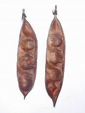  צילום: Cercis siliquastrum, Fruit, Fruits