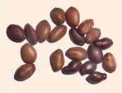  צילום: Cercis siliquastrum, Media with locations, Seeds