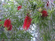 קליסטמון אדום