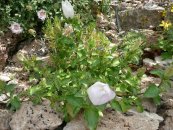  צילום: By Don Manfredo (Own work) [GFDL (http://www.gnu.org/copyleft/fdl.html) or CC-BY-SA-3.0-2.5-2.0-1.0 (http://creativecommons.org/licenses/by-sa/3.0)], via Wikimedia Commons