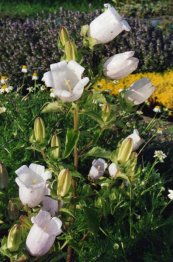  צילום: By Ghislain118 http://www.fleurs-des-montagnes.net (Own work) [GFDL (http://www.gnu.org/copyleft/fdl.html) or CC-BY-SA-3.0-2.5-2.0-1.0 (http://creativecommons.org/licenses/by-sa/3.0)], via Wikimedia Commons