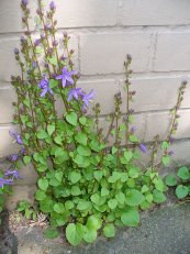  צילום: Campanula poscharskyana