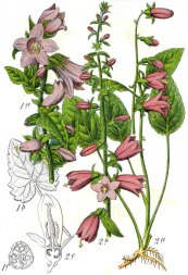  צילום: CC-PD-Mark, Campanula rapunculoides - botanical illustrations, Campanula trachelium - botanical illustrations