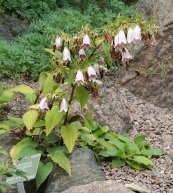  צילום: By Michael Wolf (Own work) [CC-BY-SA-3.0 (http://creativecommons.org/licenses/by-sa/3.0)], via Wikimedia Commons