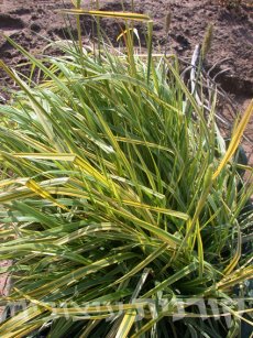 כריך מורו 'מוזהב מגוון'