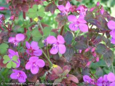 צנטרדניה מ.ל.י