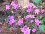  צילום: www.ColorfulNature.com