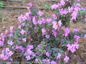  צילום: www.ColorfulNature.com