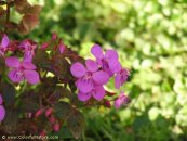  צילום: www.ColorfulNature.com