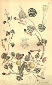  צילום: CC-PD-Mark, Ceropegia woodii, Curtis's Botanical Magazine, Volume 126