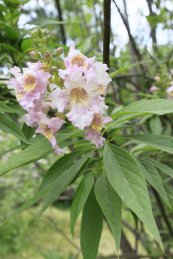  צילום: Bignoniaceae in May, Self-published work, Uploaded with UploadWizard