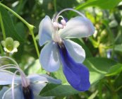  צילום: http://commons.wikimedia.org/wiki/File:Clerodendrum_ugandense_-_butterfly_bush_-_desc-flowers_-_from-DC1.jpg