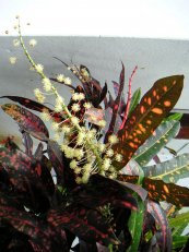  צילום: Codiaeum variegatum, Flora of Cali, GFDL