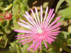 דלוספרמה קופר