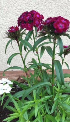 ציפורן צפוף