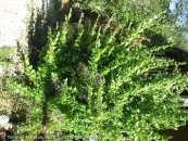  צילום: www.ColorfulNature.com