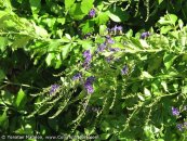  צילום: www.ColorfulNature.com